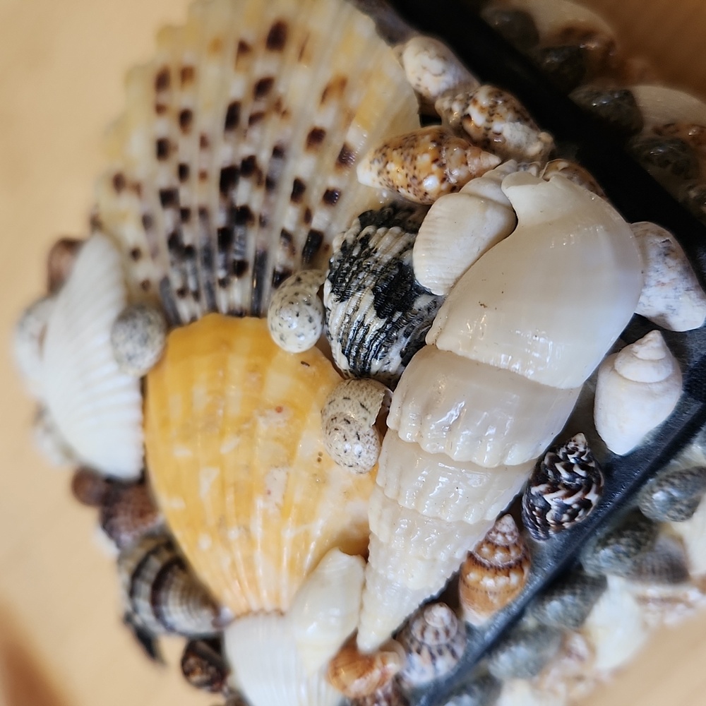 Sea Shell Box Trinkets Jewelry - Picture 12 of 12